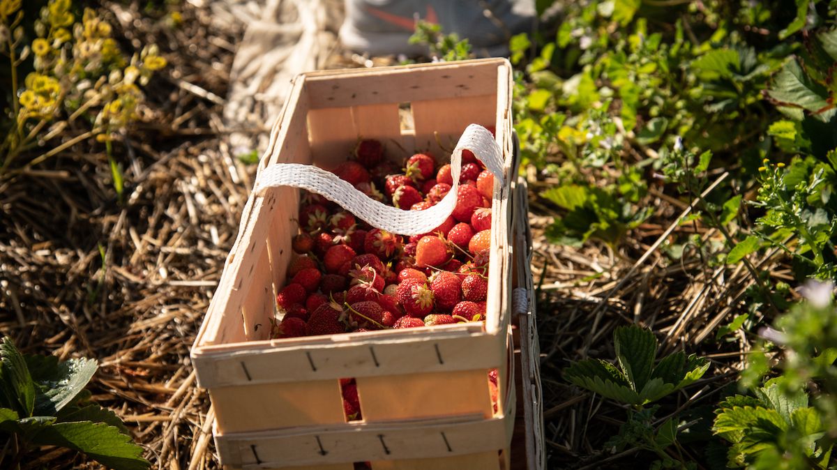 FOTO: Češi nejsou líní si jahody nasbírat sami